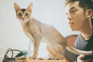 坐车怎么可以携带宠物猫