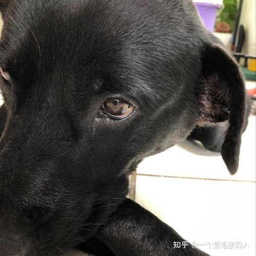 宠物狗耳朵伤了怎么办啊