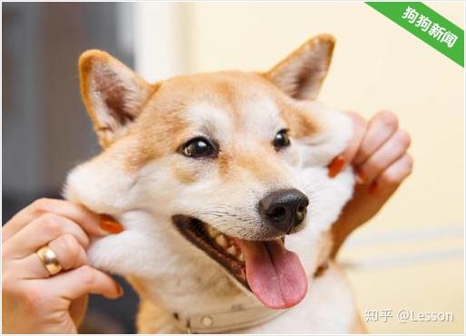 家里一只宠物狗怎么养活