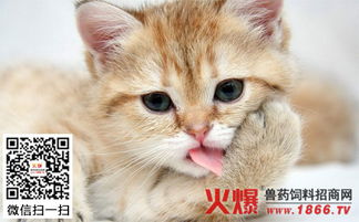 宠物猫肠胃炎怎么治好的