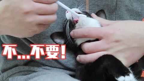 宠物猫怎么清洁口腔