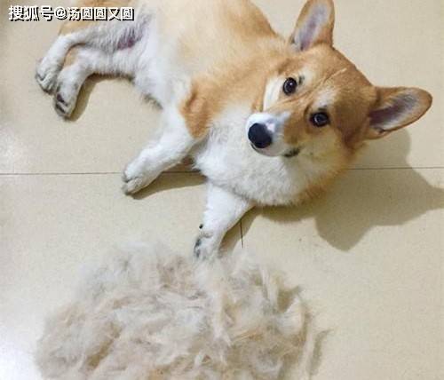 宠物狗掉毛多吗怎么办