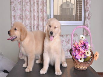 一般金毛幼犬多少钱