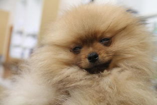 很凶宠物狗小型犬怎么办