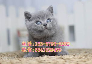 怎么在宠物店卖宠物猫