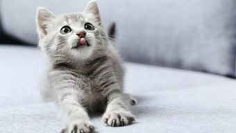 宠物猫号怎么做