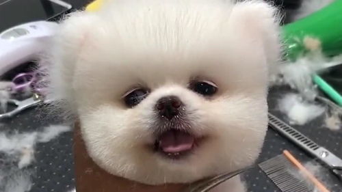 宠物狗不情愿剪毛怎么办