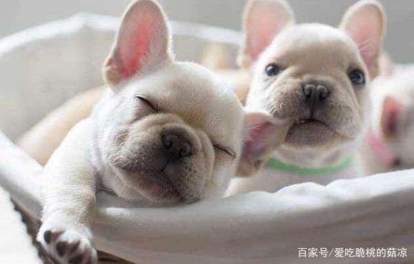 宠物狗没办法养了怎么办