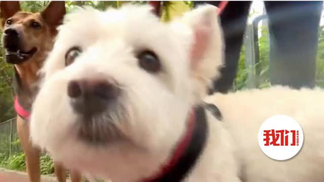 宠物狗做抗原怎么做检测