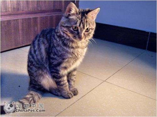 怎么分辨土猫和宠物狗呢