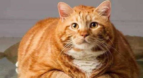 宠物猫幼猫橘猫怎么养活