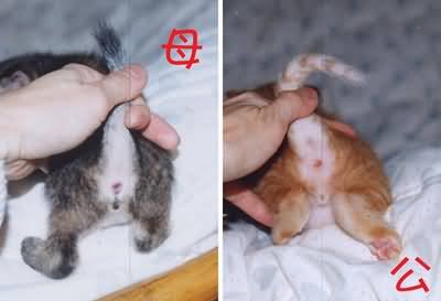 宠物猫怎么分性别的