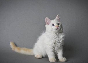 宠物猫怎么估价