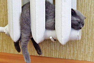 宠物猫东北怎么过冬