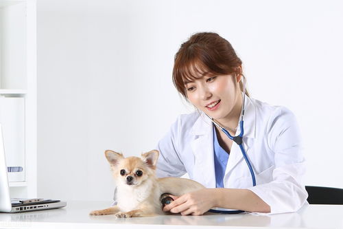 家养宠物狗有虱子怎么办