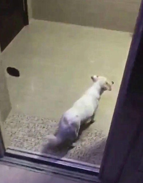 宠物狗被扔电梯里怎么办