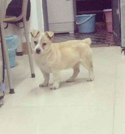 怎么样在宿舍养宠物狗呢