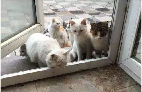 宠物猫怎么那么怪人