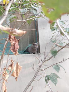 宠物猫放农村怎么样养的