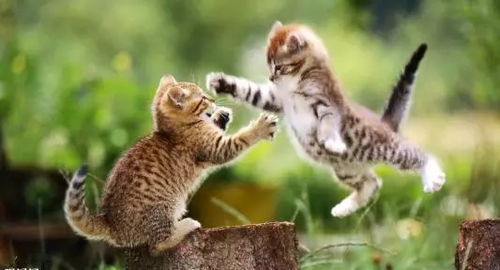 宠物猫怎么不伤人