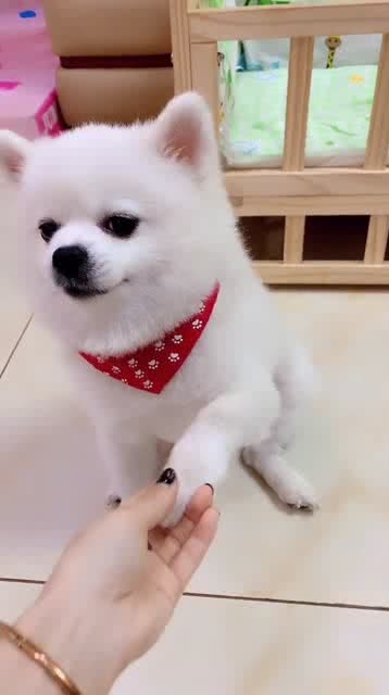 故意吓宠物狗怎么办呢