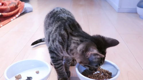 两个月小猫吃多少猫粮