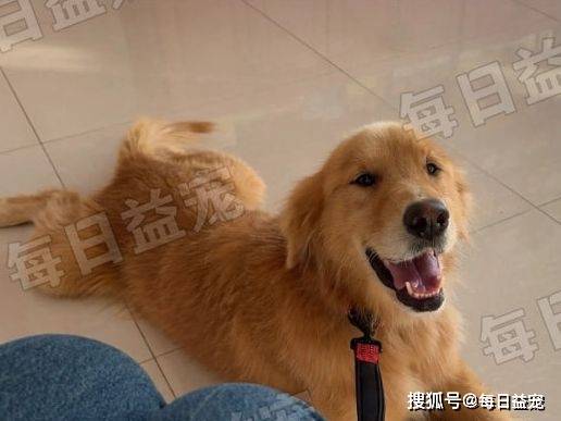 当宠物狗送到乡下怎么办