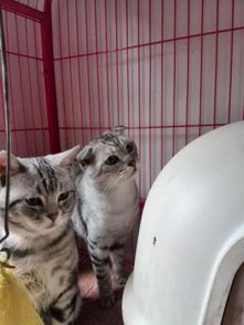 宠物猫活体公猫怎么喂养