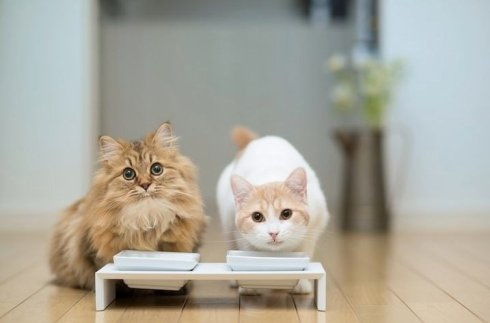 宠物猫厌食怎么治好