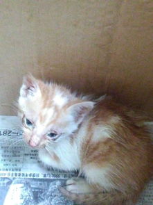 怎么捡宠物猫