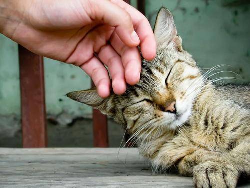 宠物猫做宠物窝怎么做