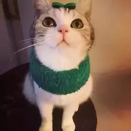 怎么把猫带成宠物狗呢