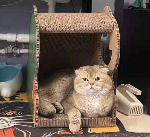 宠物狗怎么选猫砂盆好