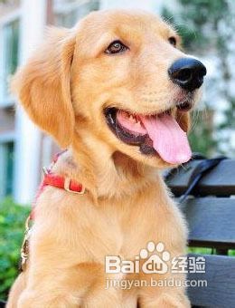 宠物狗磨牙齿怎么弄