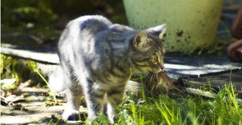 宠物猫捕鼠怎么养