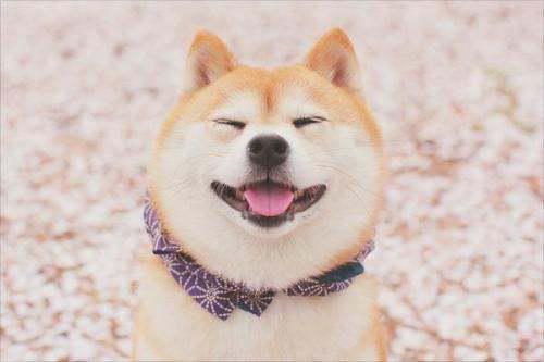 白色柴犬多少钱一只
