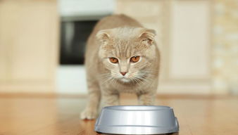 宠物猫盆怎么选择