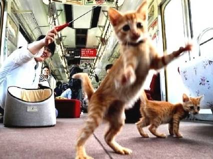 上火车怎么带宠物猫