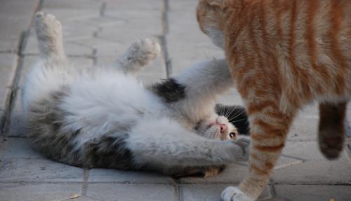 怎么分辨本地猫和宠物猫