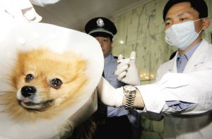 宠物狗带的夜灯怎么开启