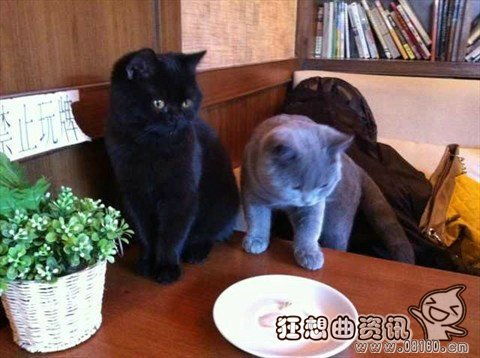 澳洲宠物猫怎么寄回国