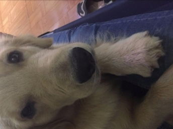宠物狗狗粮多少钱