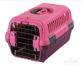 怎么运输大型宠物猫呢