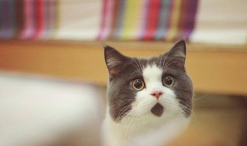 宠物猫藓怎么处理掉