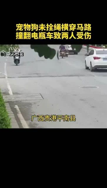 宠物狗撞到电动车怎么办