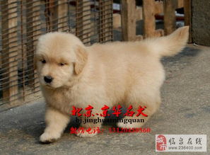 金毛幼犬多少钱一只