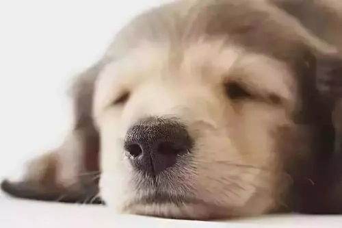 宠物狗鼻头干裂怎么办啊