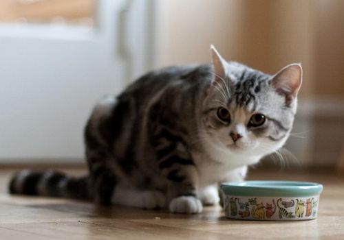 应该怎么养宠物猫