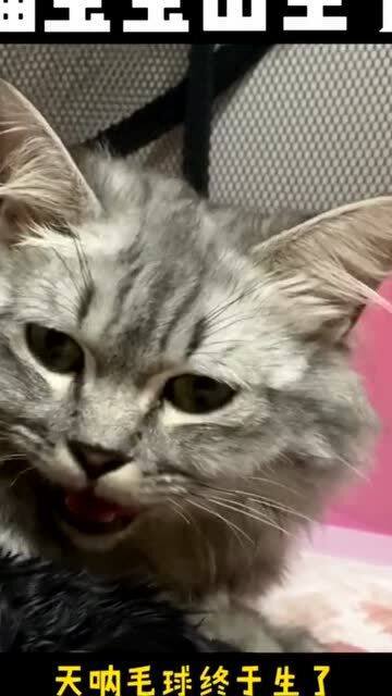 宠物猫找爸爸怎么找