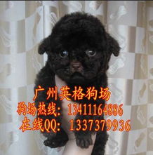 家有好几个宠物狗怎么办